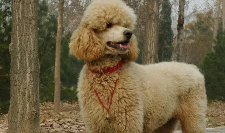 巨型贵宾犬食量对照表 巨型贵宾犬食量对照表