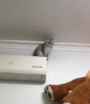 猫咪爬上空调，主人气的扔拖鞋打猫，猫：有本事你上来啊！ 
