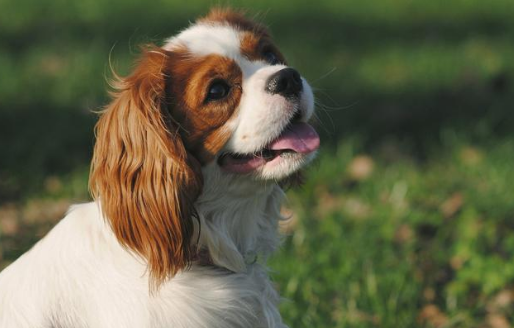 查理王骑士猎犬多少钱 查理王骑士猎犬多少钱