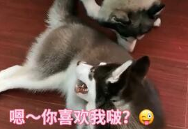 家中两只二哈闹得正欢，铲屎官竟然拿两只二哈玩起“段子”来！
