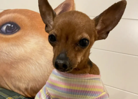小鹿犬被盗,追监控找回 小鹿犬被盗,追监控找回