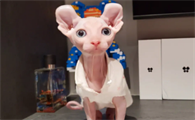 斯芬克斯猫的品种及价格