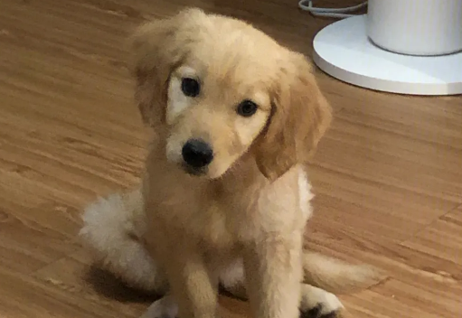 金毛幼犬怎么喂养