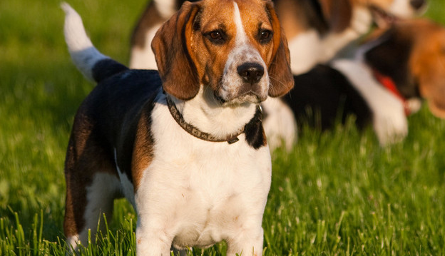 如何喂养哈利犬？老年狗的食物要松软