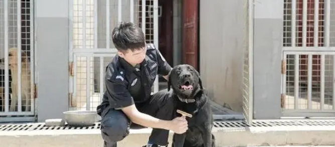 7人8犬“亲密无间”，走进青岛地铁警犬“汪汪队”