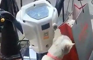 主人骑车将小奶猫送人，猫妈妈夺门而出，猫妈妈举动让主人红了眼