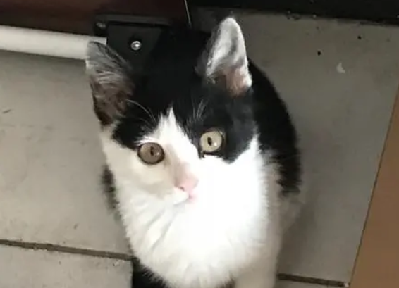 为什么奶牛猫买的人少 为什么奶牛猫买的人少