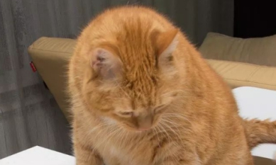 猫咪帮主人“检测”天花板质量,跳上去瞬间开裂,网友:大橘为重 猫咪帮主人“检测”天花板质量,跳上去瞬间开裂,网友:大橘为重