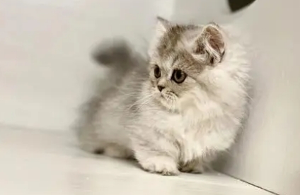 米努特猫的寿命 百度百科