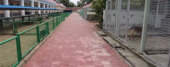 突破重重考验!来看看军犬基地的毕业大考 突破重重考验!来看看军犬基地的毕业大考