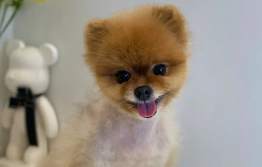 纯种博美犬长什么样