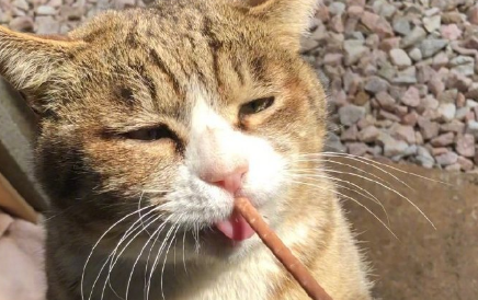 心然猫零食价格贵不贵？