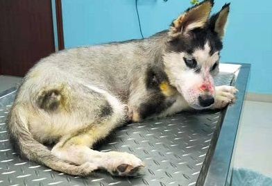 短视频虐狗事件，5个月哈士奇遭惨绝人寰虐待，被救下颤抖不止...