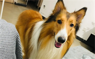 苏格兰牧羊犬多少钱一只纯种