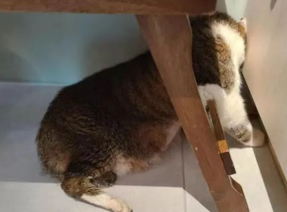 20年铲屎官的泪:我家猫好像不记得我了...... 20年铲屎官的泪:我家猫好像不记得我了......