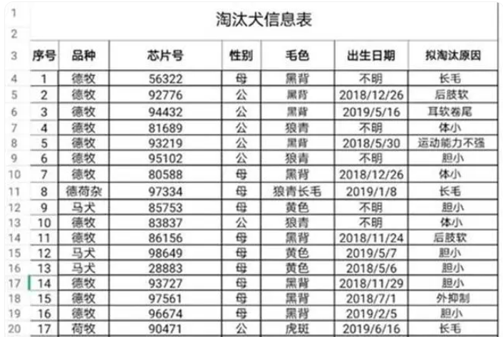 54只被淘汰警犬将拍卖，起价200元！