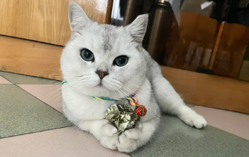 端午猫的优点和缺点？