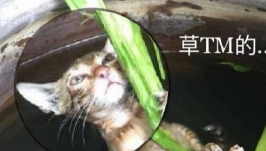 猫咪为了抓鱼不慎掉入鱼缸,抓着叶子当救命稻草,孤独弱小又无助 猫咪为了抓鱼不慎掉入鱼缸,抓着叶子当救命稻草,孤独弱小又无助