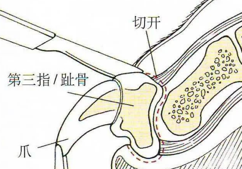 为了省事，这些人把猫爪剁了