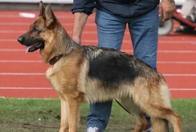 csv德国牧羊犬俱乐部