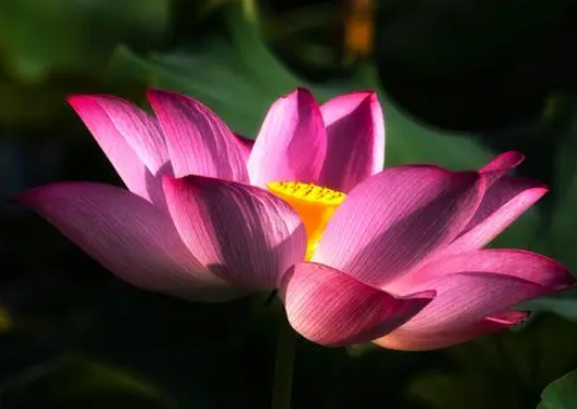 什么样的荷花形容词 什么样的荷花形容词