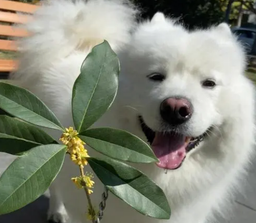 桂花春天开花吗 桂花春天开花吗