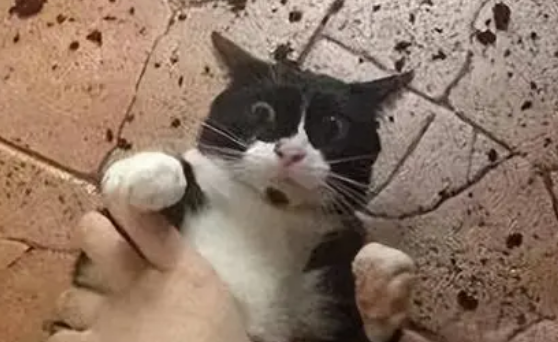 关于奶牛猫的介绍，过于真实！