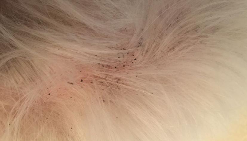 极小的小白点虫子