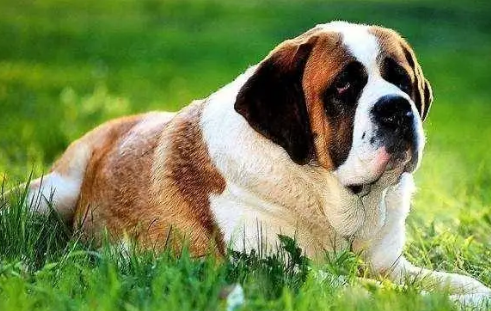 圣伯纳犬多少钱一只图片