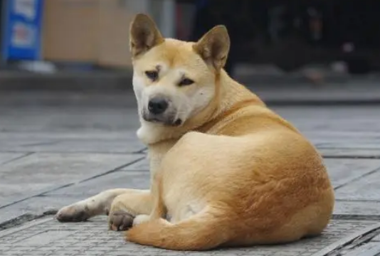 土狗是什么意思