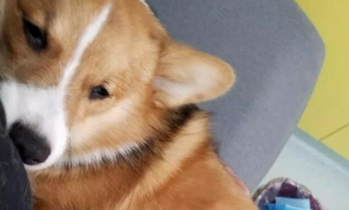柯基犬之死丨“摔狗者”何兴丽:我和她,没有赢家 柯基犬之死丨“摔狗者”何兴丽:我和她,没有赢家
