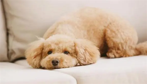 什么宠物能养一辈子