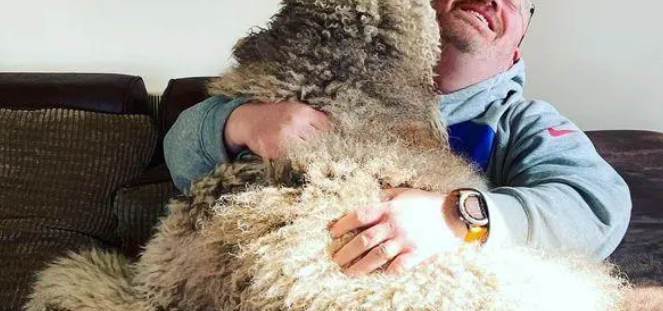 英国巨型贵宾犬重达44公斤,仍坐在主人腿上撒娇 英国巨型贵宾犬重达44公斤,仍坐在主人腿上撒娇