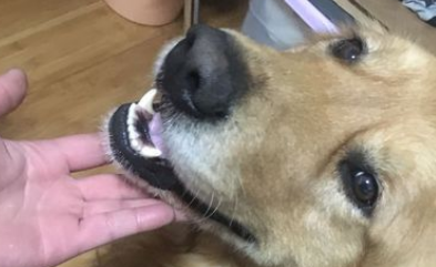 金毛落水主人却没出现,好心人将其救下后,狗狗微笑面对新生! 金毛落水主人却没出现,好心人将其救下后,狗狗微笑面对新生!