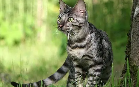 加州闪亮猫不听话怎么办 加州闪亮猫听话训练方法