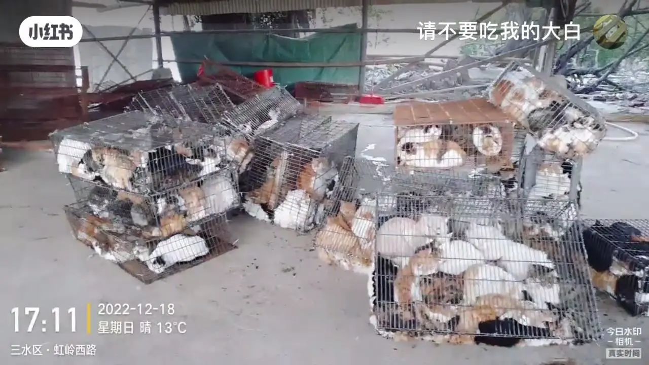 “请不要吃我的猫”:为了救猫,她成了“偷猫宰猫黑产”最怕的女人 “请不要吃我的猫”:为了救猫,她成了“偷猫宰猫黑产”最怕的女人