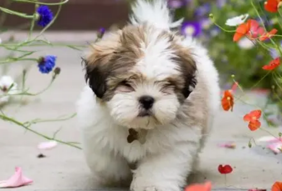 拉萨犬怎么养 挑选适合狗狗吃的狗粮 拉萨犬怎么养 挑选适合狗狗吃的狗粮