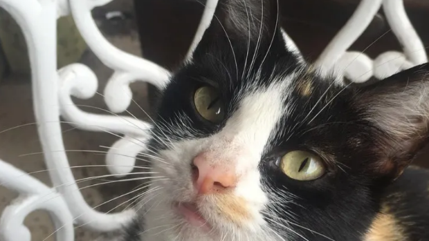 小伙喂养小猫后,猫妈妈找上门来,猫:今后你就是孩子它爸了 小伙喂养小猫后,猫妈妈找上门来,猫:今后你就是孩子它爸了