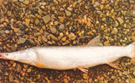 国内有一种鲤鱼，体长能长到2米，鯮鱼究竟是怎样的存在？