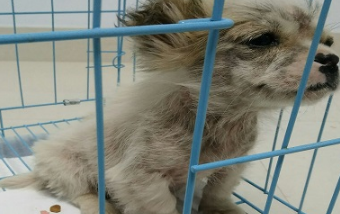 小狗被丢弃在纸箱里，探出头可怜巴巴地哀求，我不淡定了
