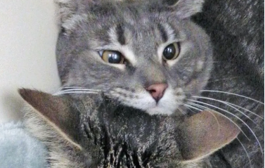 重情义的狸花猫，被领养后，偷偷带着自己的弟弟回家享福