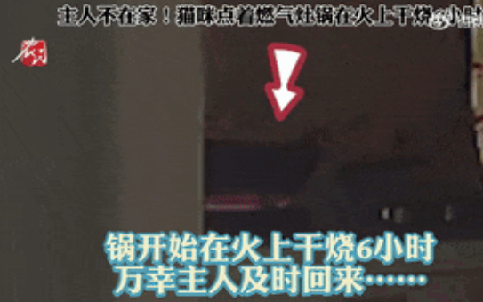独自在家的小猫咪竟然点火烧饭? 独自在家的小猫咪竟然点火烧饭?