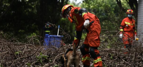 8岁搜救犬贝贝离世,消防员含泪送别 8岁搜救犬贝贝离世,消防员含泪送别
