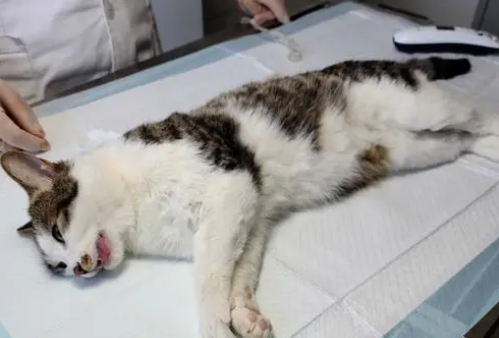 荣宠宠物医院可以做绝育吗 荣宠宠物医院可以做绝育吗