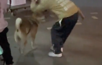 柴犬因主人怀孕被散养,别人想领养却不同意,在外面受尽孩子欺负 柴犬因主人怀孕被散养,别人想领养却不同意,在外面受尽孩子欺负