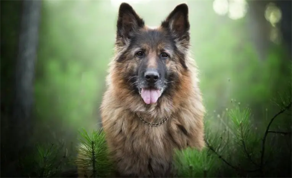 上海犬类禁养目录最新 上海犬类禁养目录最新