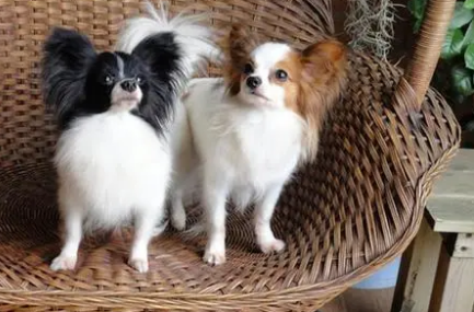 蝴蝶犬幼犬多少钱一只 蝴蝶犬幼犬多少钱一只