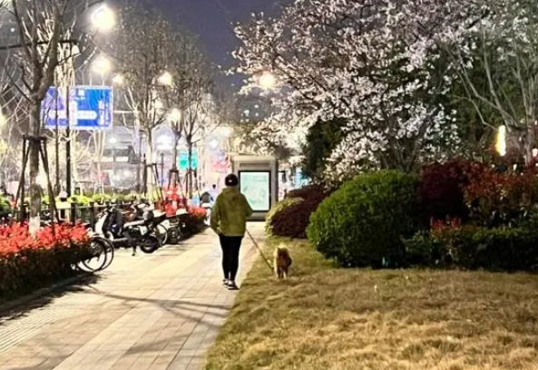 超1亿只猫狗的主人，在头疼宠物看病贵