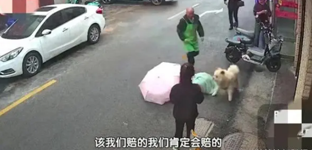 一向乖巧的宠物狗,被一女子逗发性情,后果不堪 一向乖巧的宠物狗,被一女子逗发性情,后果不堪