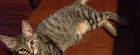 加州闪亮猫毛发怎么梳理?加州闪亮猫毛发梳理方法 加州闪亮猫毛发怎么梳理?加州闪亮猫毛发梳理方法
